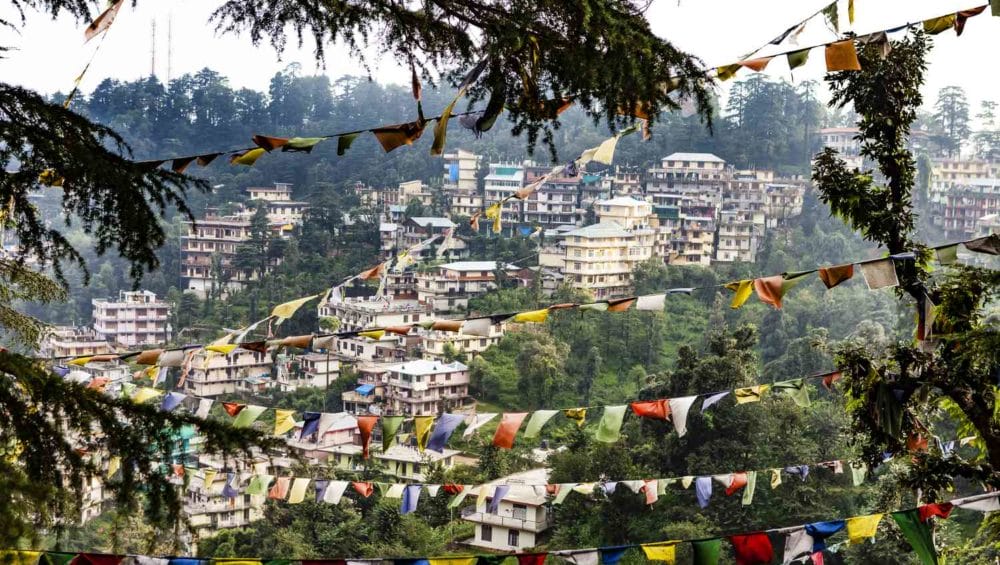 Himalayan