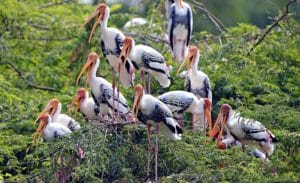 2N/3D Keoladeo Ghana National Park